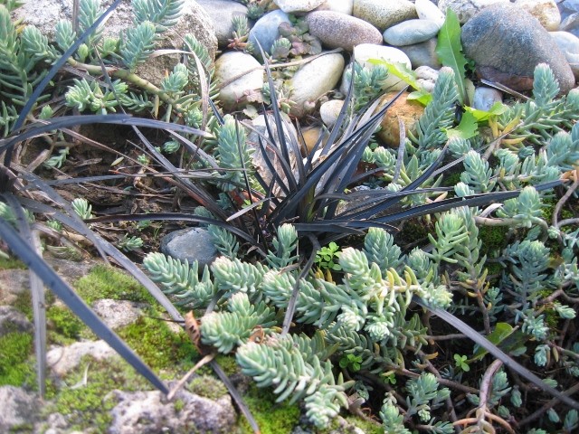 Ophiopogon planiscapus